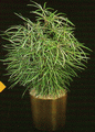 Dizygotheca Elegantissima